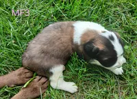 M Female 3 HOLD, a female Saint Bernard for sale in Topeka, KS – 7 of 7