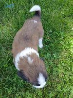 L. Male 5 HOLD, a male Saint Bernard for sale in Topeka, KS – 4 of 6