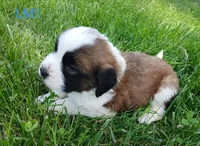 L. Male 1, a male Saint Bernard for sale in Topeka, KS – 5 of 6