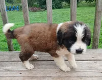 L. Male 4 HOLD, a male Saint Bernard for sale in Topeka, KS – 3 of 5
