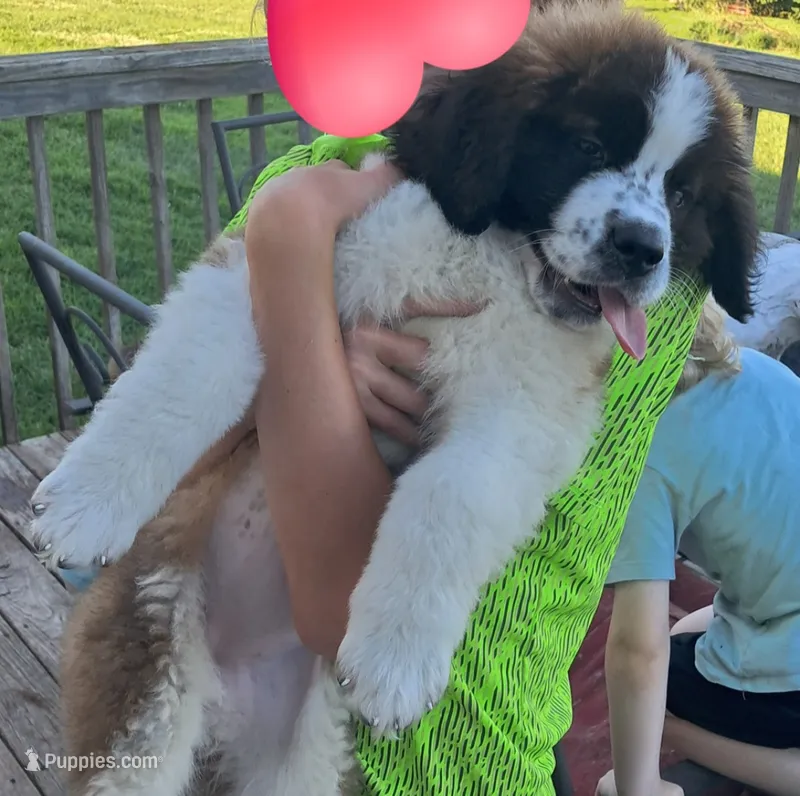 M. Female 2 – Saint Bernard puppy for sale in Topeka, KS