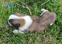 M. Male 2, a male Saint Bernard for sale in Topeka, KS – 6 of 7