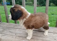 L. Male 4 HOLD, a male Saint Bernard for sale in Topeka, KS – 5 of 5