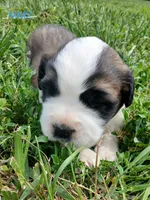 M. Male 2, a male Saint Bernard for sale in Topeka, KS – 4 of 7