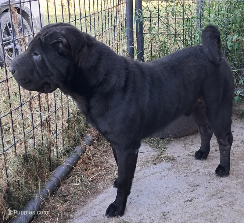 Midnight – Miniature Shar-Pei puppy for sale in Topeka, KS