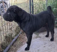 Midnight, a male Miniature Shar-Pei for sale in Topeka, KS – 1 of 2