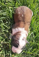 Male 1, a male Saint Bernard for sale in Topeka, KS – Photo 3 of 6