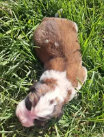 Male 1, a male Saint Bernard for sale in Topeka, KS – Photo 5 of 6