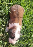 Male 1, a male Saint Bernard for sale in Topeka, KS – Photo 2 of 6
