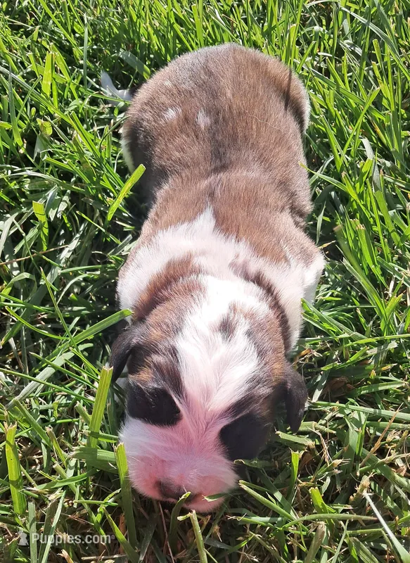 Male 1 – Saint Bernard puppy for sale in Topeka, KS