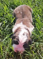 Male 1, a male Saint Bernard for sale in Topeka, KS – Photo 1 of 6