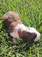 Male 1, a male Saint Bernard for sale in Topeka, KS – Photo 6 of 6