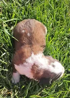 Male 1, a male Saint Bernard for sale in Topeka, KS – Photo 4 of 6