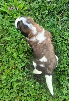 M. Female 4 HOLD, a female Saint Bernard for sale in Topeka, KS – 7 of 9