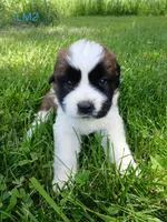 L. Male 2, a male Saint Bernard for sale in Topeka, KS – 3 of 6