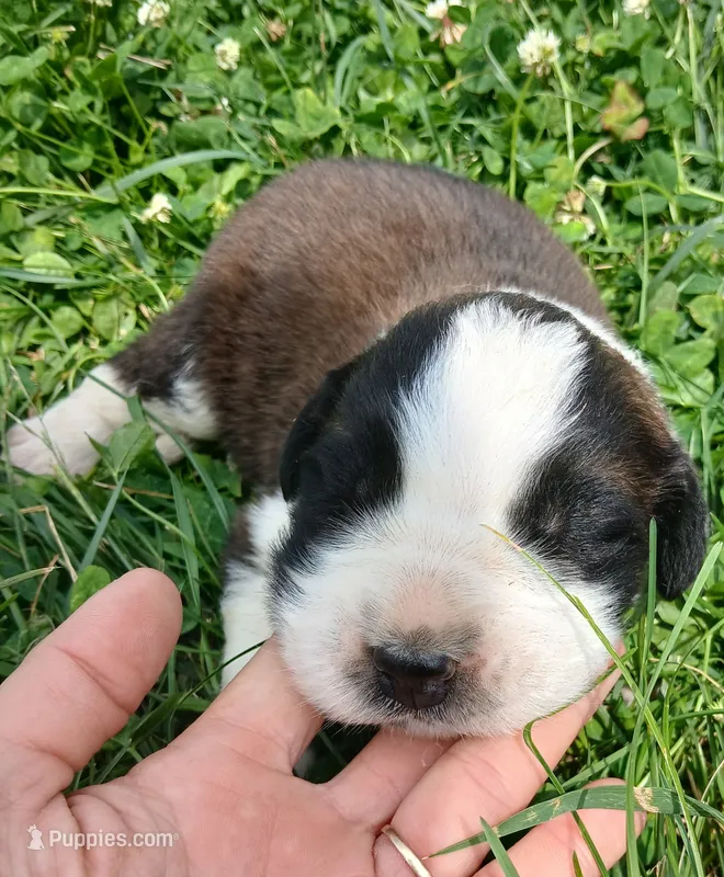 M. Male 1 – Saint Bernard puppy for sale in Topeka, KS