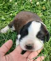M. Male 1, a male Saint Bernard for sale in Topeka, KS – 1 of 2