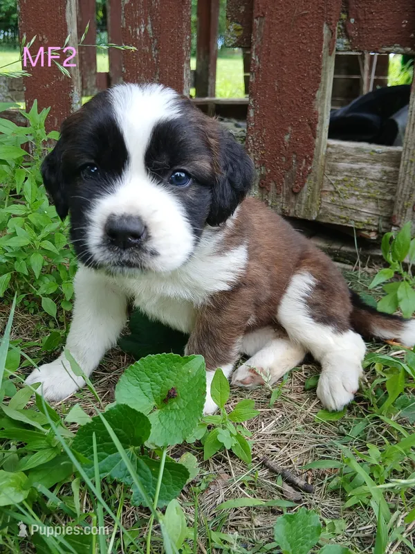 M. Female 2, a female Saint Bernard for sale in Topeka, KS – 1 of 7