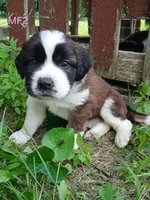 M. Female 2, a female Saint Bernard for sale in Topeka, KS – 1 of 7