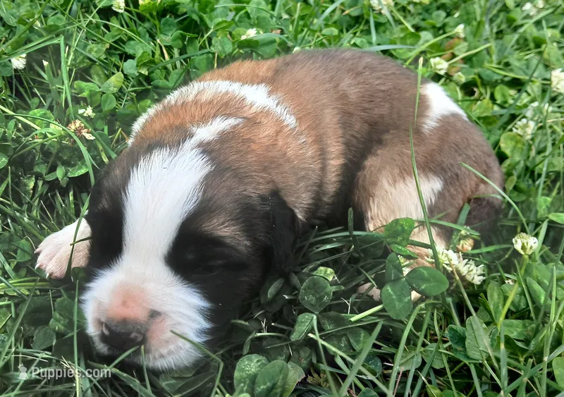 Female 3 – Saint Bernard puppy for sale in Topeka, KS
