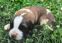 Female 3, a female Saint Bernard for sale in Topeka, KS – 1 of 3