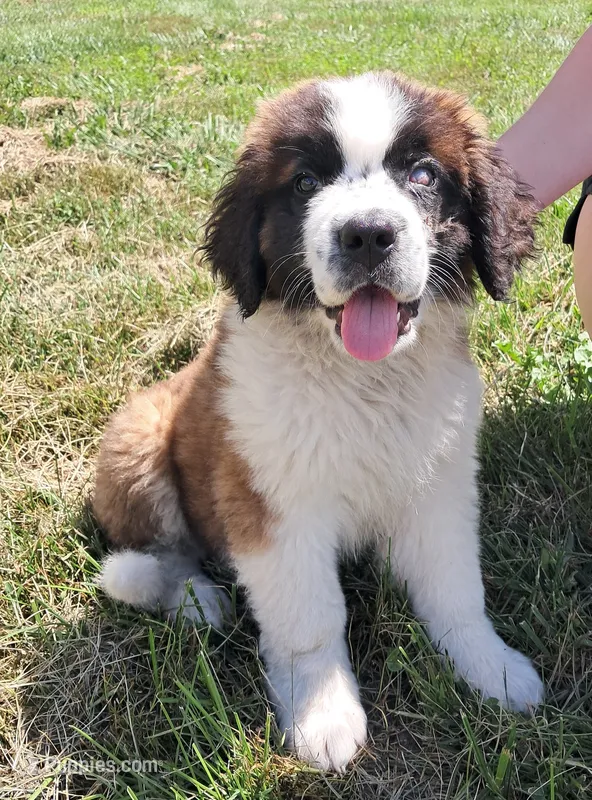 M. Female 2 – Saint Bernard puppy for sale in Topeka, KS