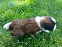 L. Male 4, a male Saint Bernard for sale in Topeka, KS – 3 of 3