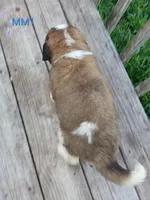 M. Male 1 HOLD, a male Saint Bernard for sale in Topeka, KS – 7 of 8