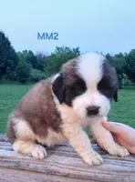 M. Male 2 HOLD, a male Saint Bernard for sale in Topeka, KS – 7 of 10