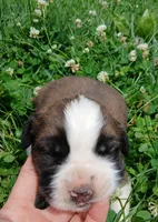 Female 3, a female Saint Bernard for sale in Topeka, KS – 2 of 3