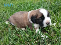 M. Male 1, a male Saint Bernard for sale in Topeka, KS – 3 of 5