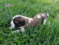 M. Female 4 HOLD, a female Saint Bernard for sale in Topeka, KS – 2 of 9