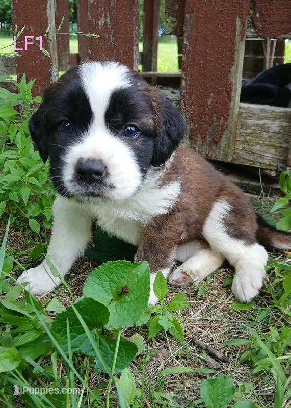 L. Female 1 – Saint Bernard puppy for sale in Topeka, KS