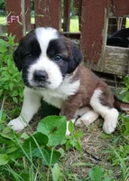 L. Female 1, a female Saint Bernard for sale in Topeka, KS – 1 of 8