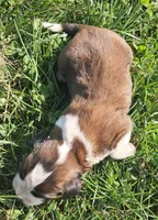 Male 4, a male Saint Bernard for sale in Topeka, KS – Photo 3 of 4