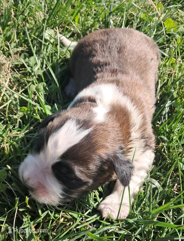Male 4 – Saint Bernard puppy for sale in Topeka, KS