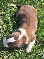 Male 4, a male Saint Bernard for sale in Topeka, KS – Photo 4 of 4