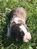 Male 4, a male Saint Bernard for sale in Topeka, KS – Photo 2 of 4