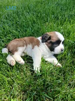 L. Male 2, a male Saint Bernard for sale in Topeka, KS – 2 of 6