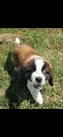 M. Female 2, a female Saint Bernard for sale in Topeka, KS – 7 of 9