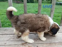 M. Male 2 HOLD, a male Saint Bernard for sale in Topeka, KS – 4 of 10