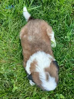 L. Male 1, a male Saint Bernard for sale in Topeka, KS – 3 of 6