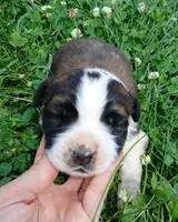 M. Male 2, a male Saint Bernard for sale in Topeka, KS – 1 of 4
