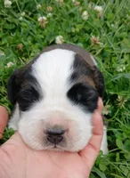 Female 2, a female Saint Bernard for sale in Topeka, KS – 2 of 4