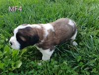 M. Female 4 HOLD, a female Saint Bernard for sale in Topeka, KS – 5 of 9