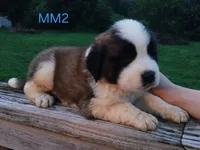 M. Male 2 HOLD, a male Saint Bernard for sale in Topeka, KS – 9 of 10