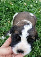 Female 4, a female Saint Bernard for sale in Topeka, KS – 2 of 3