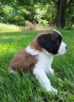L. Male 5 HOLD, a male Saint Bernard for sale in Topeka, KS – 6 of 6