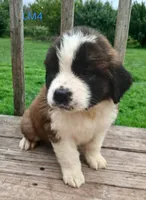 L. Male 4 HOLD, a male Saint Bernard for sale in Topeka, KS – 2 of 5