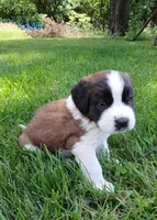 L. Male 5 HOLD, a male Saint Bernard for sale in Topeka, KS – 5 of 6